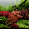 Fix Yellow Leaves. Save Your Dying Plants. DaluaAustralia 