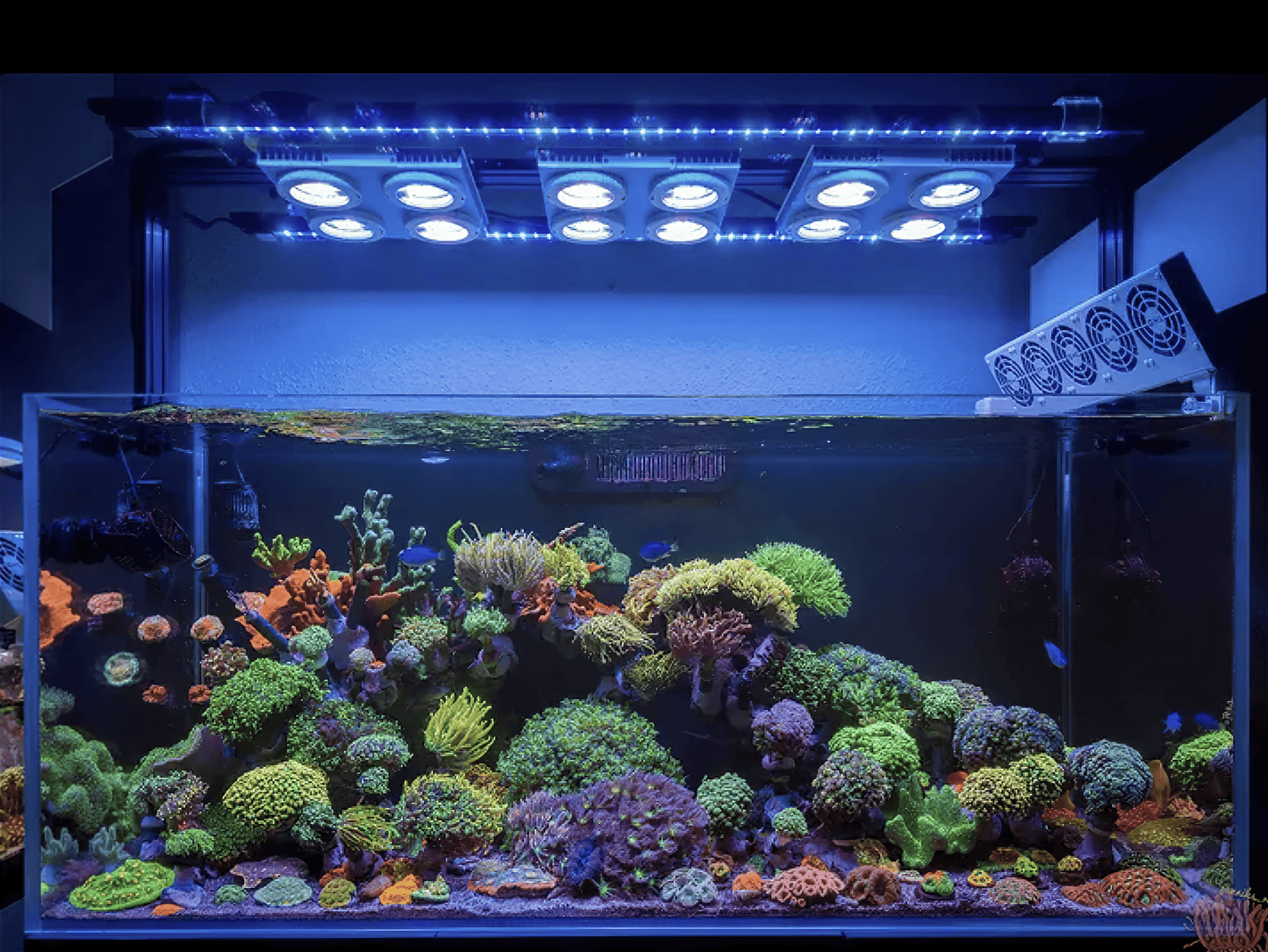 X4 Beast Mode SPS Lighting Bundle All Sizes lighting bundle pack DALUA 