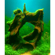 Driftwood River Series wood DaluaAustralia 