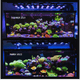 Beast Mode SPS Lighting Bundle All Sizes lighting bundle pack DALUA