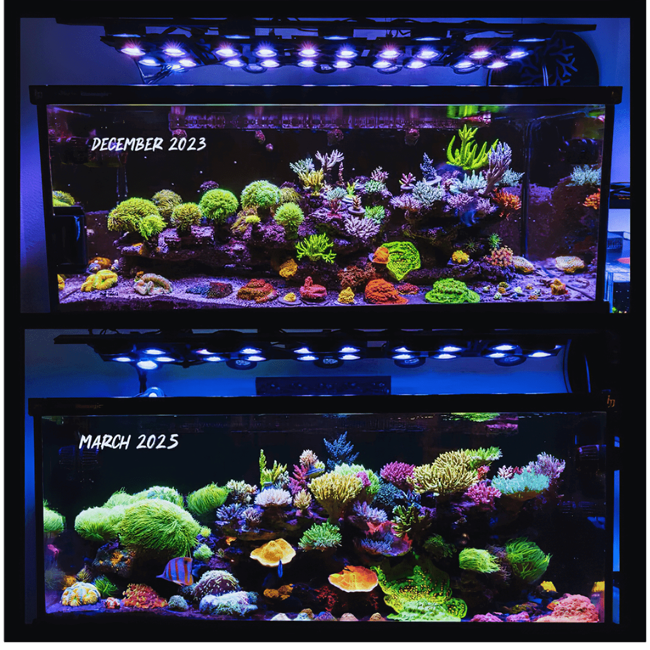 Illumagic X4 Limited Edition *Platinum White* LED LIGHTING DaluaAustralia 