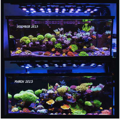 Ultimate Ecosystem Bundle – ILLUMAGIC X4, GREATE WHITE WAVE MAKER, RETURN PUMP, SKIMMER LED LIGHTING DaluaAustralia 