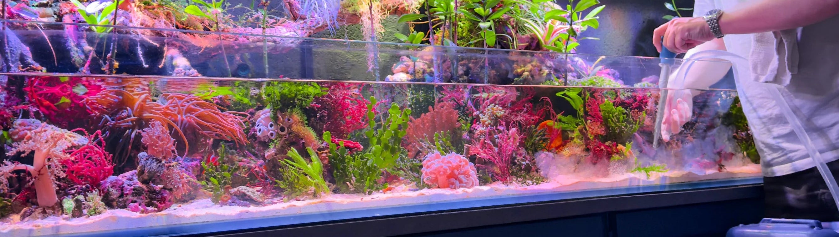 Person working on a large aquarium filled with colorful plants and fish.