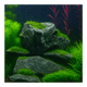 Seiryu Stone (per kg) Wood and Rock DaluaAustralia