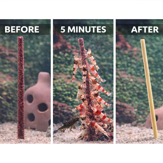 Explosive Shrimp Feeding & Activity DaluaAustralia 