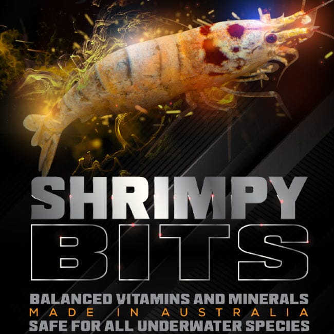 Shrimp Bits SAS DaluaAustralia 
