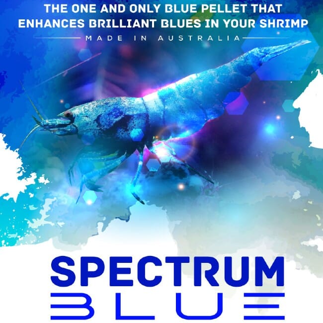 Shrimp Food Spectrum Blue DaluaAustralia 