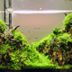 TINI LED grows lush aquascapes + Free Fertilizer lighting bundle pack DALUA