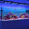 Illumagic X4 Limited Edition *Platinum White* LED LIGHTING DaluaAustralia 