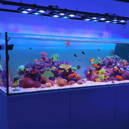 Illumagic X4 Limited Edition *Platinum White* LED LIGHTING DaluaAustralia 