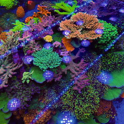 Illumagic X4 AQUARIUM LIGHTING DALUA 