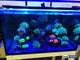 Vitamini Strips AQUARIUM LIGHTING DALUA 